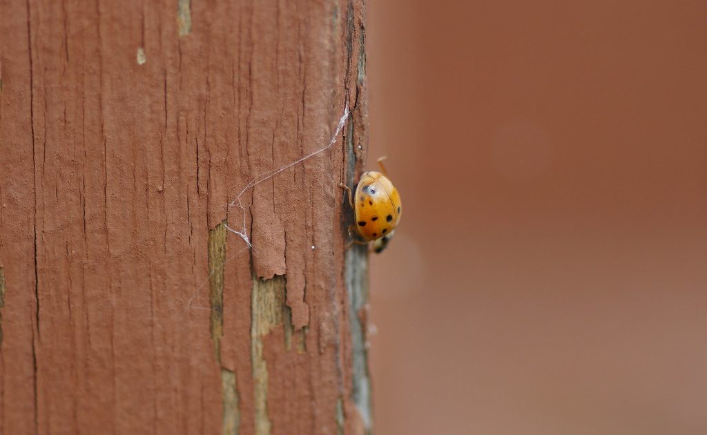 A red ladybird on a leaf in the sun
