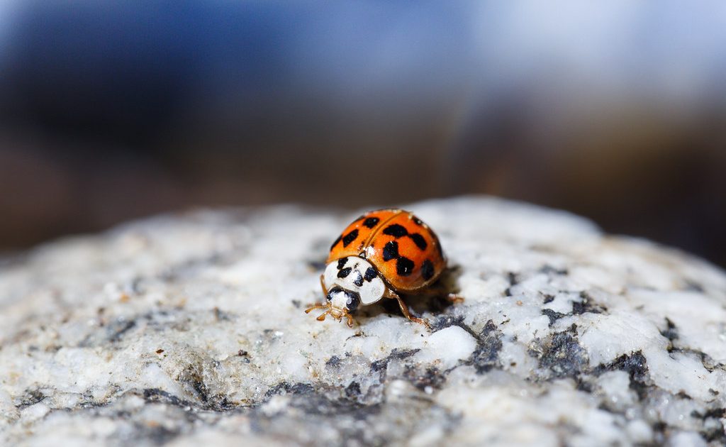 A ladybird resting on a green leaf