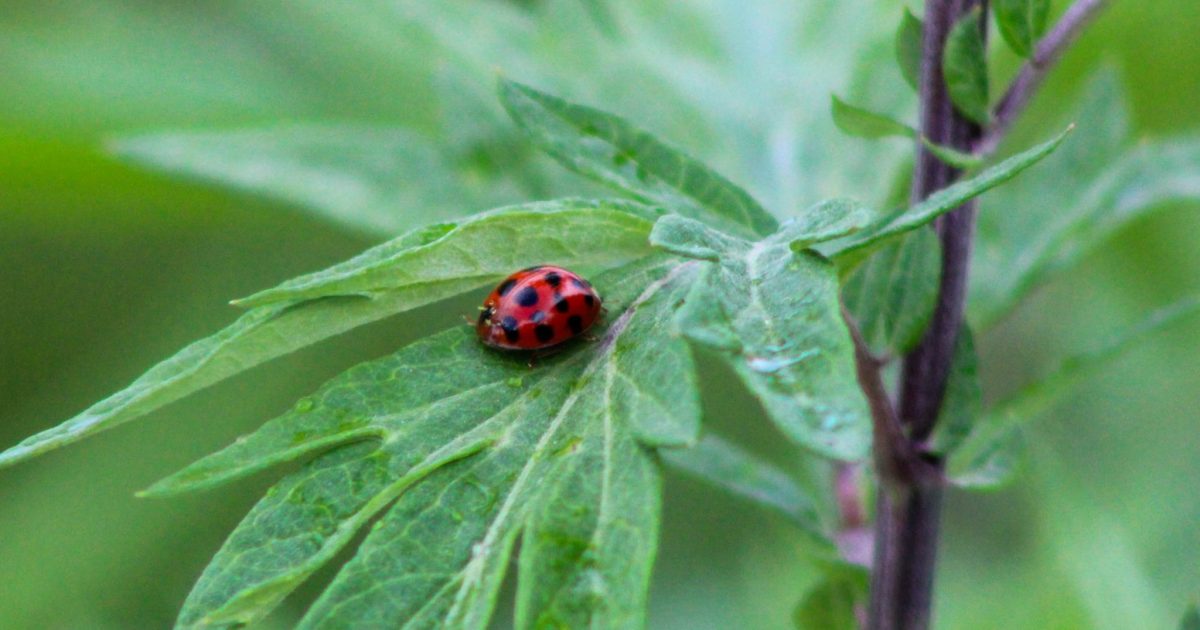 A red ladybug with black spots sits on a green milkweed lead