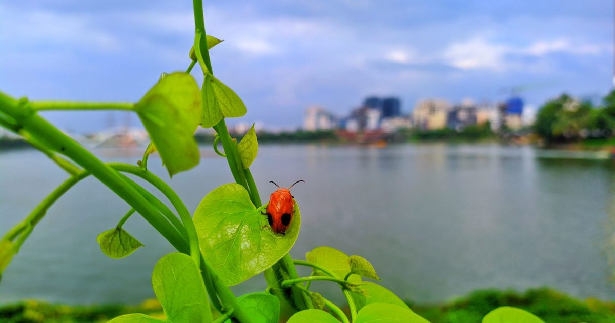 A ladybird resting on a green leaf
