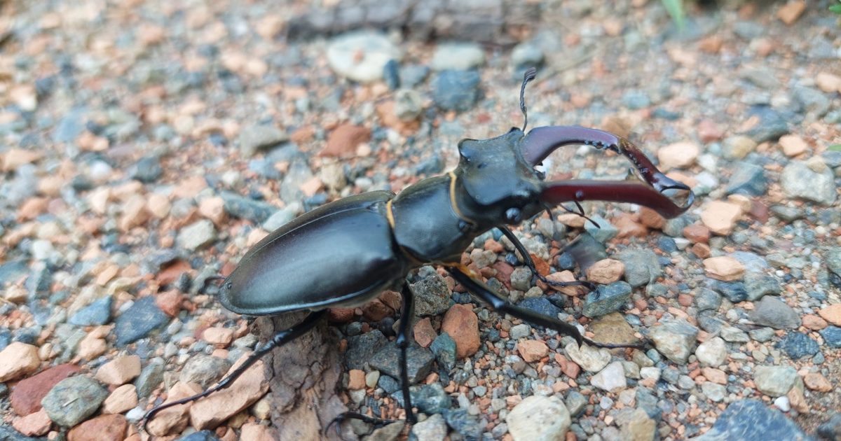 kite, Lucanus cervus Linnaeus, beetles, insects