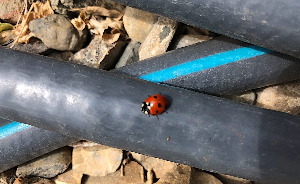 A ladybird resting on a green leaf
