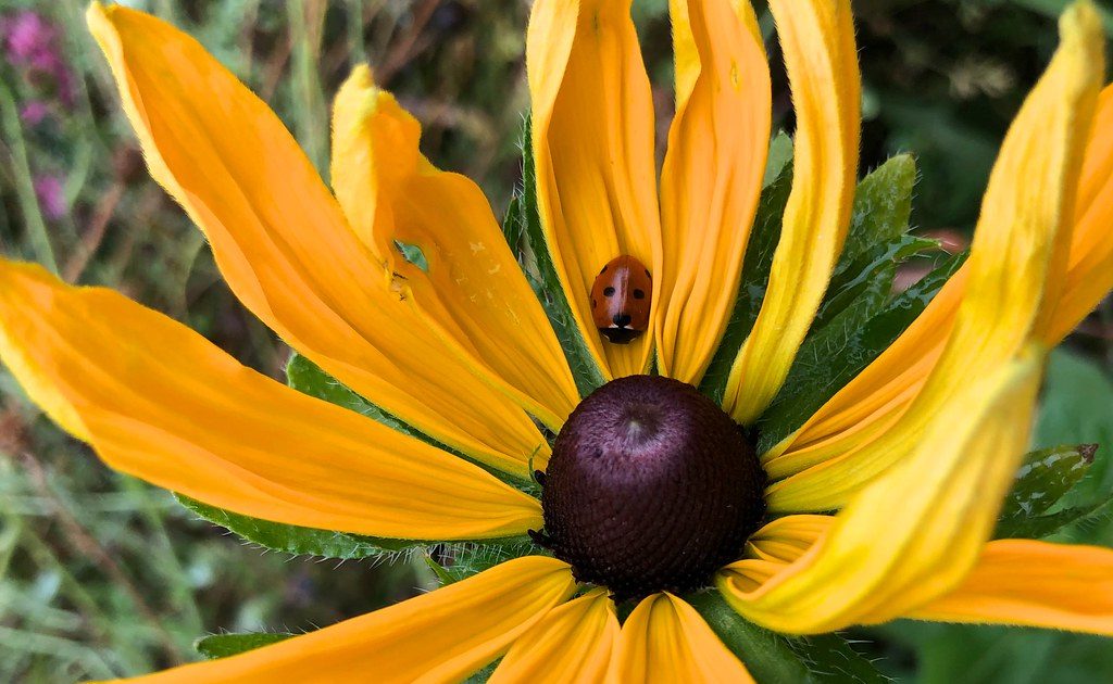 A small beetle photographed up close