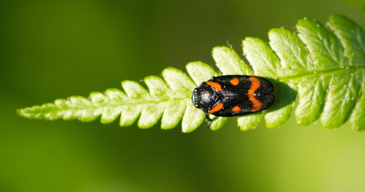A black-orange bug (Cercopis vulnerata, en: Black-and-red Froghopper, dt: Blutzikade) on the tip of a green