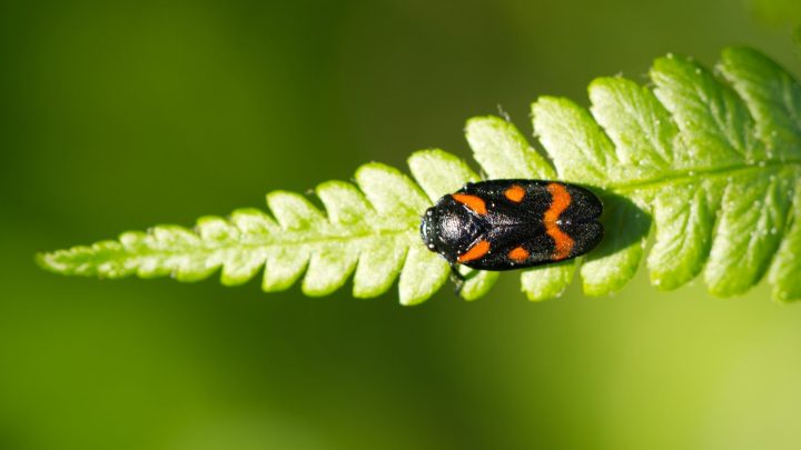 How to Debug JavaScript in the Browser