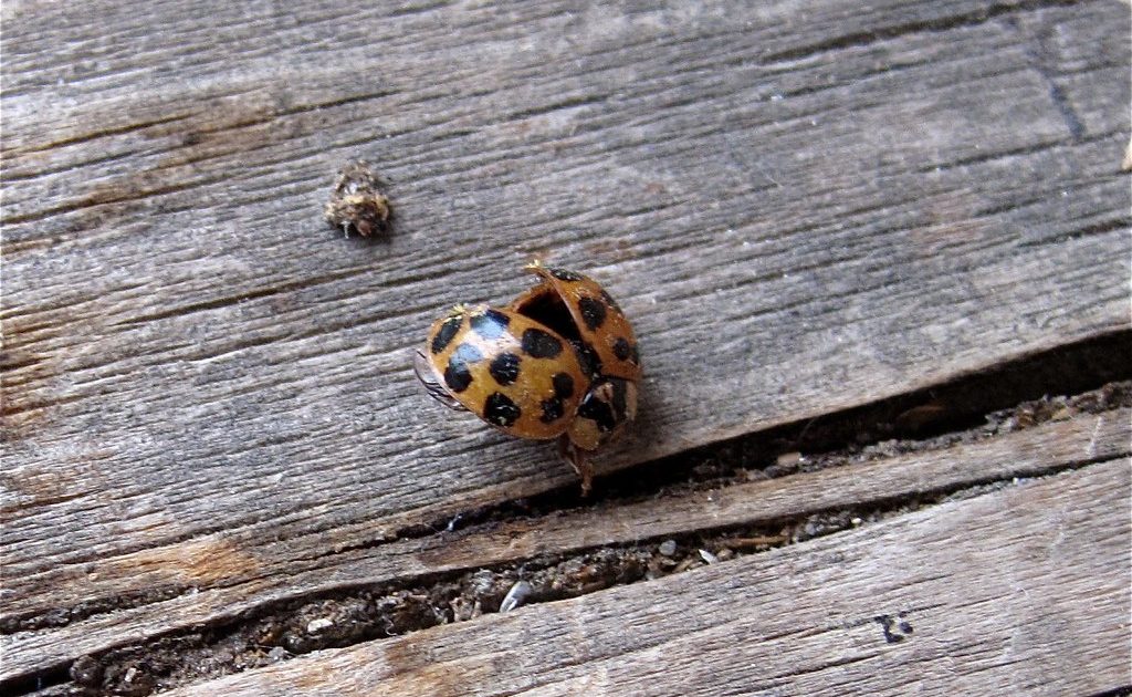 A red ladybird on a leaf in the sun
