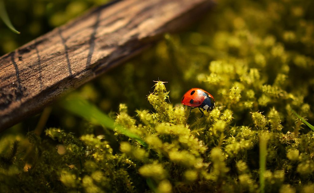 A red ladybird on a leaf in the sun