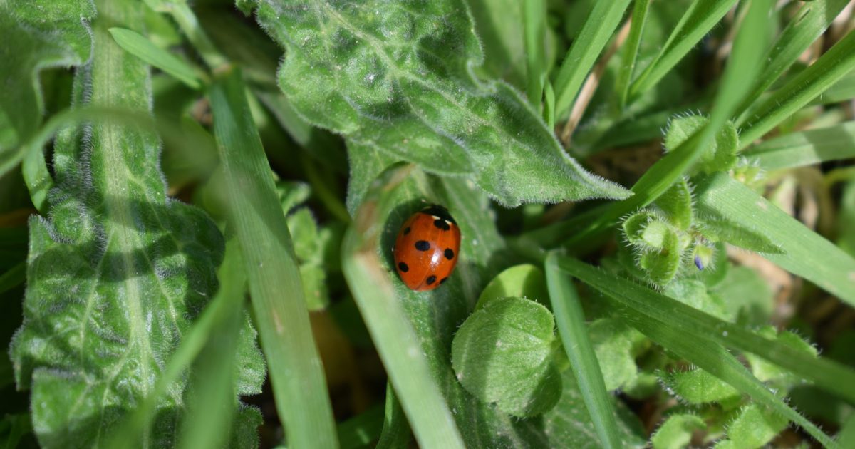 A lady bug sitting on the green leaf