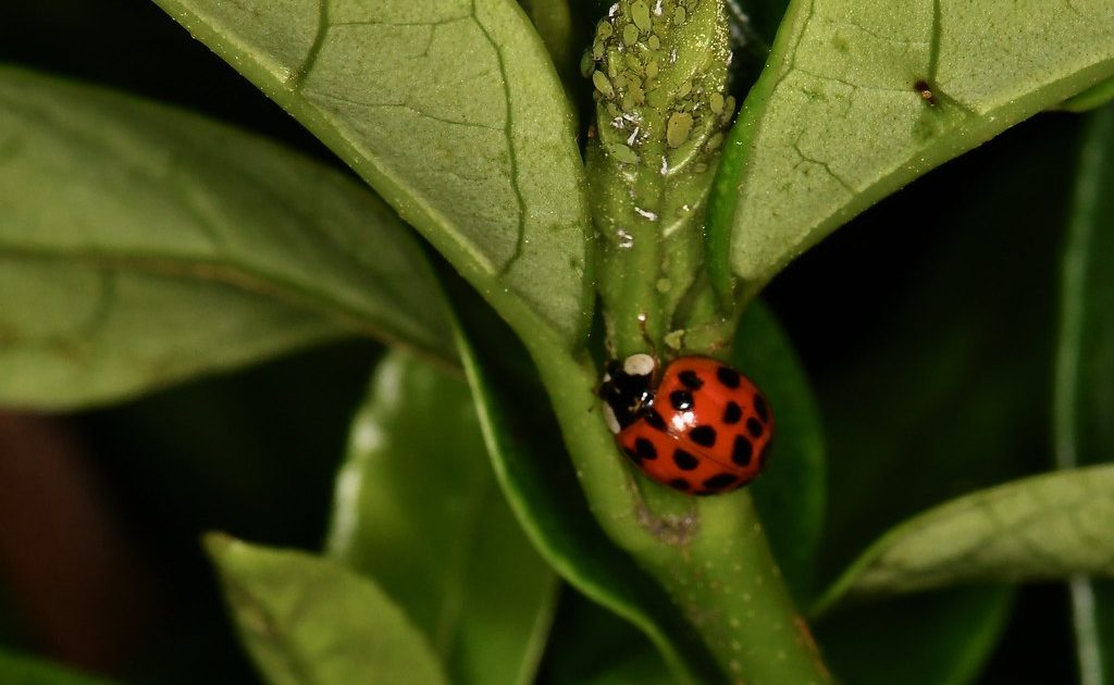 A small beetle photographed up close