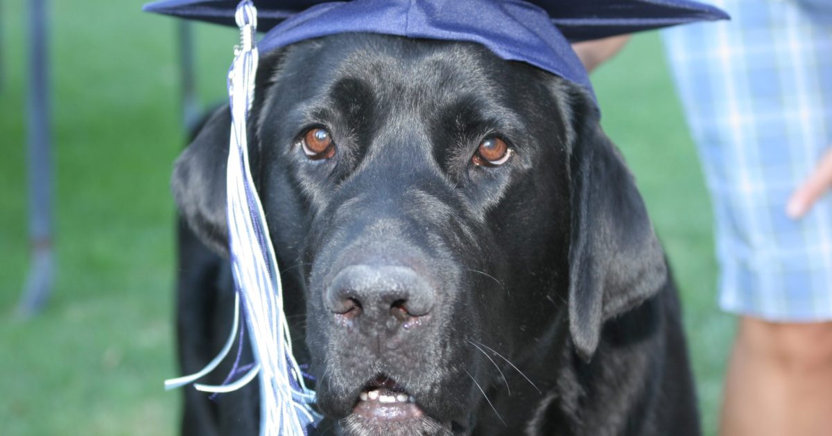 Looking into the face of a large dog wearing a graduation cap