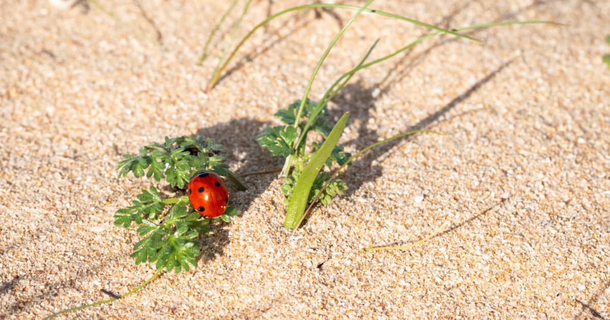 A macro photograph of a bright red ladybug with black spots on a small sprout of green leaves growing out of