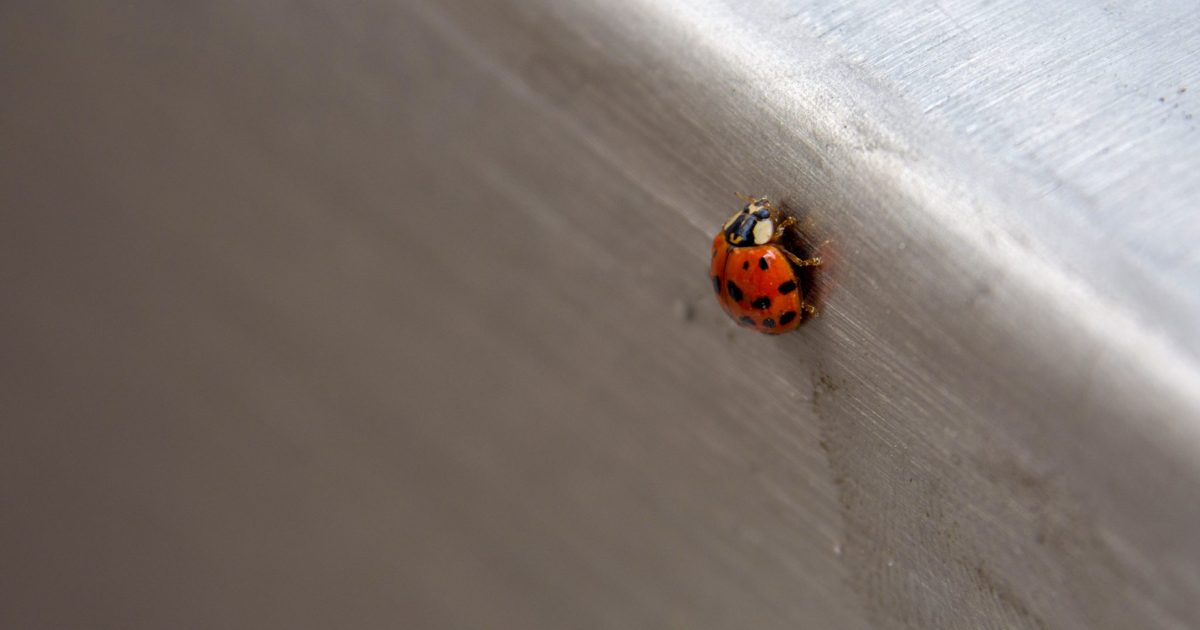 Close-up of a ladybug on a metal surface