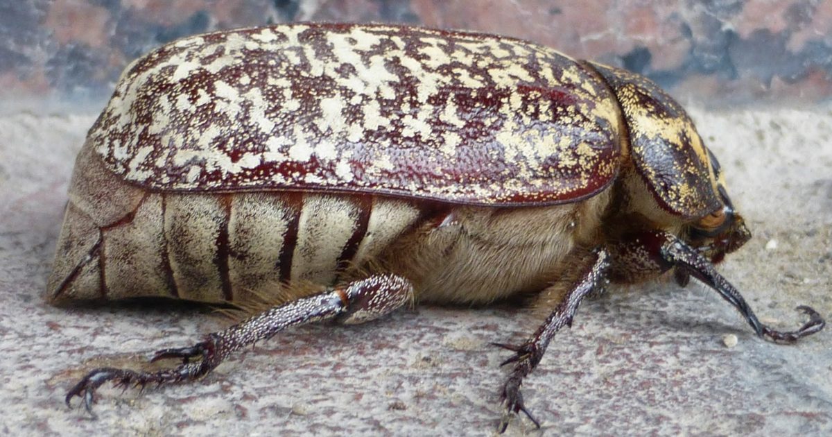 A side profile of a Pine Chafer beetle (Polyphylla fullo) resting on a light stone surface