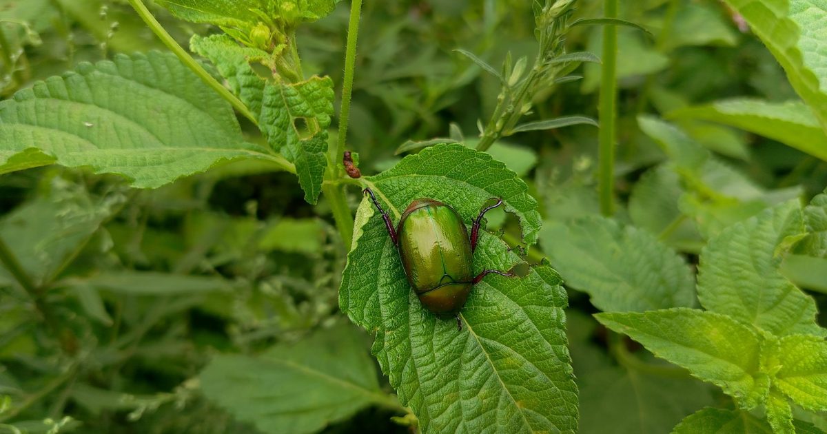 A shiny metallic green scarab beetle with dark reddish-purple legs perched on a partially chewed broad green