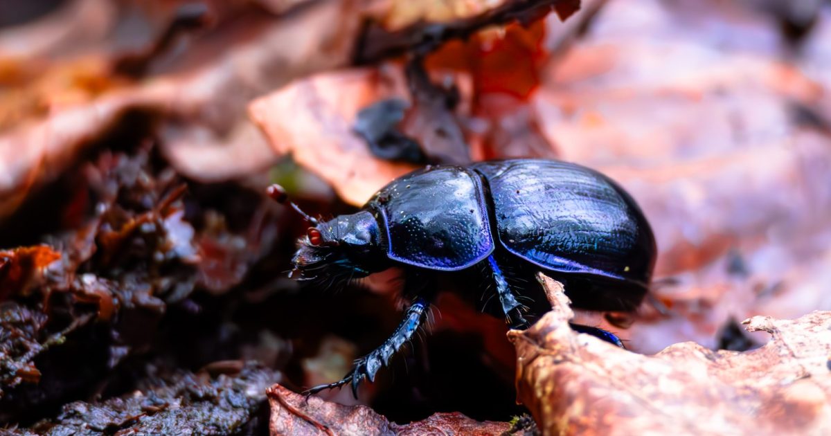 Close-up / Macro photo of a Dor beetle in autumn among leaves and twigs